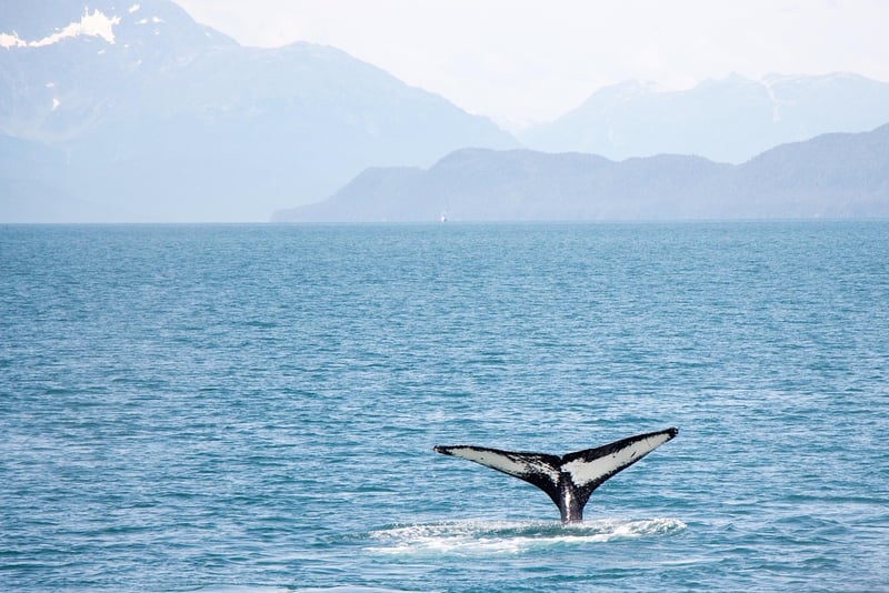 Fantasy Whale Tail